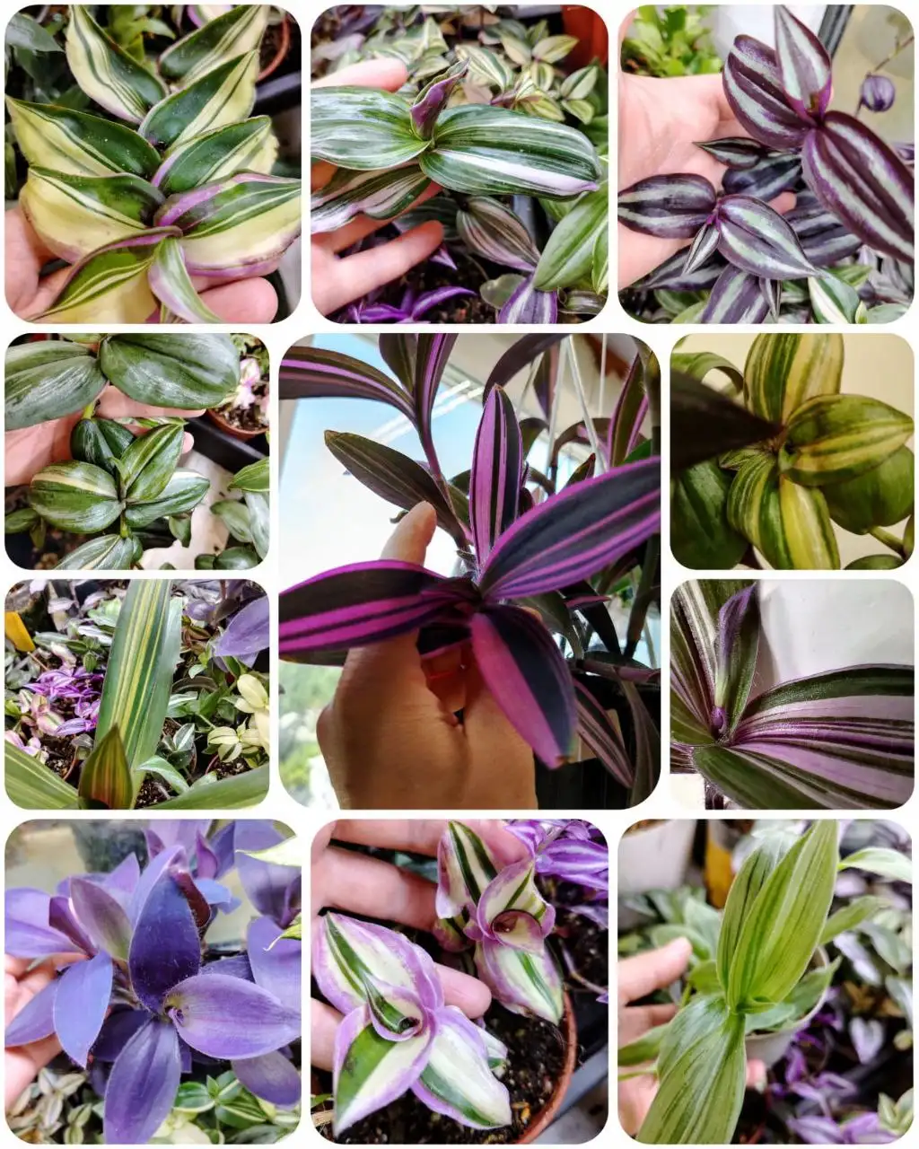 Продажа сортовых традесканций срезами - Комнатные растения (Хобби и отдых) в Красноярск