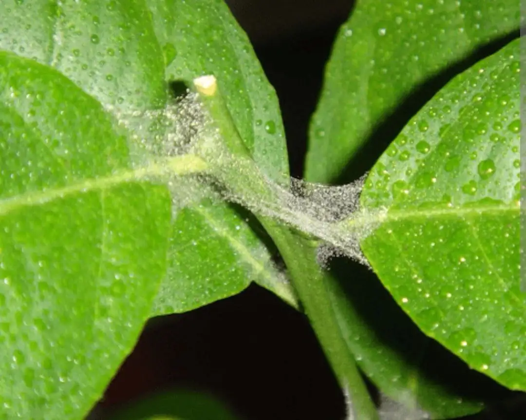 Продажа инсектоакарицидов и акарицидов против паутинного клеща - Сад и огород (Барахолка) в Красноярск