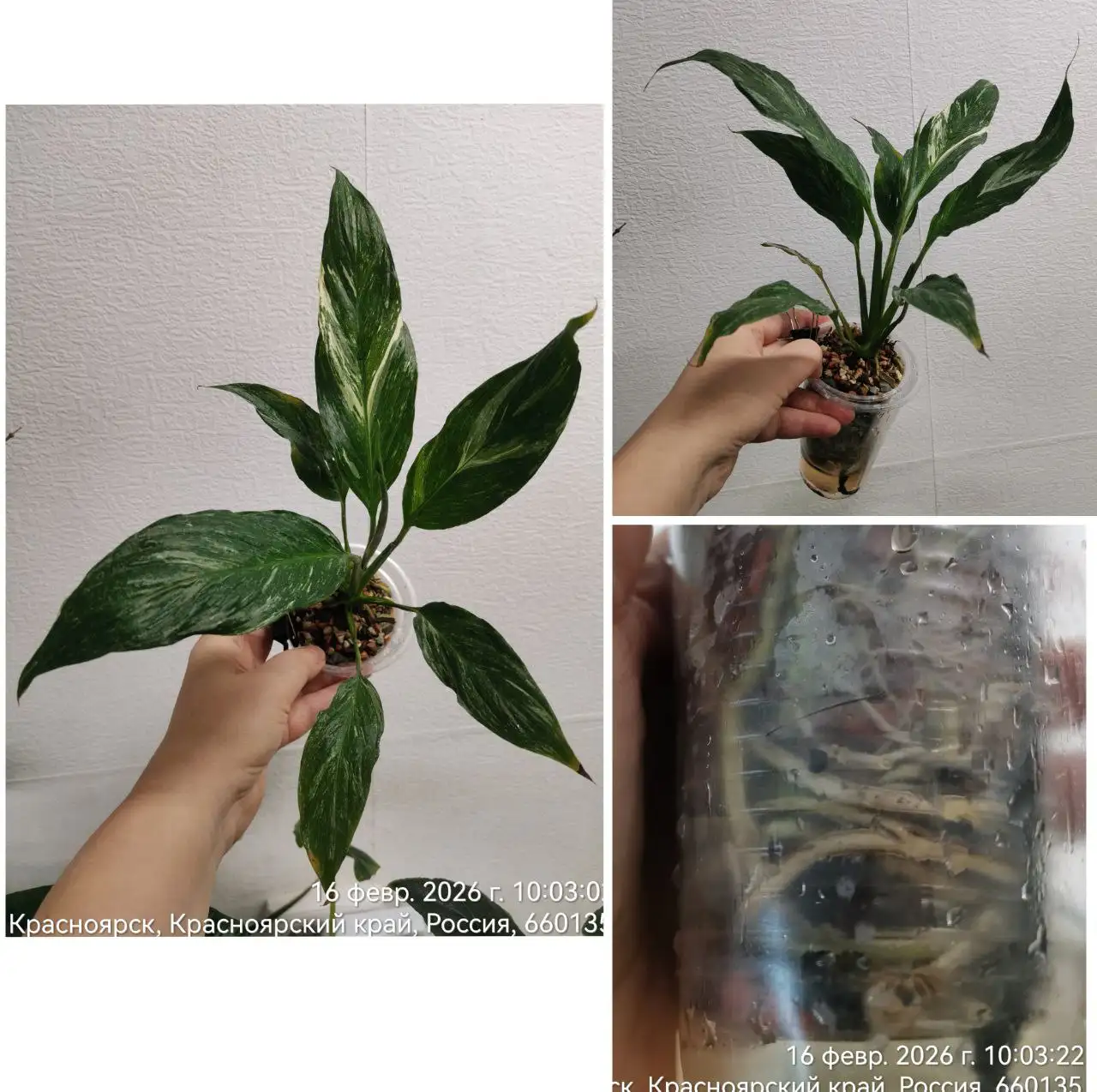 Спатифиллум Даймонд в Красноярске - Комнатные растения (Хобби и отдых) в Красноярск