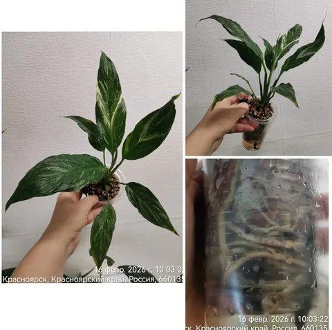 Спатифиллум Даймонд в Красноярске - Хобби и отдых в Красноярск