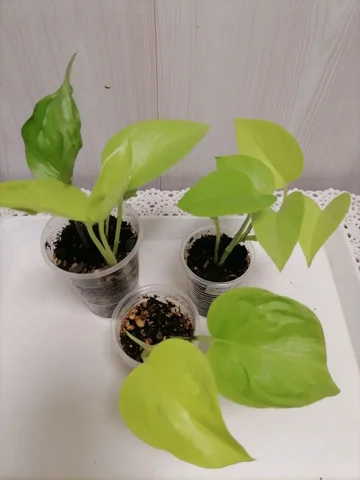 Комнатные растения на Воронова - Хобби и отдых в Красноярск