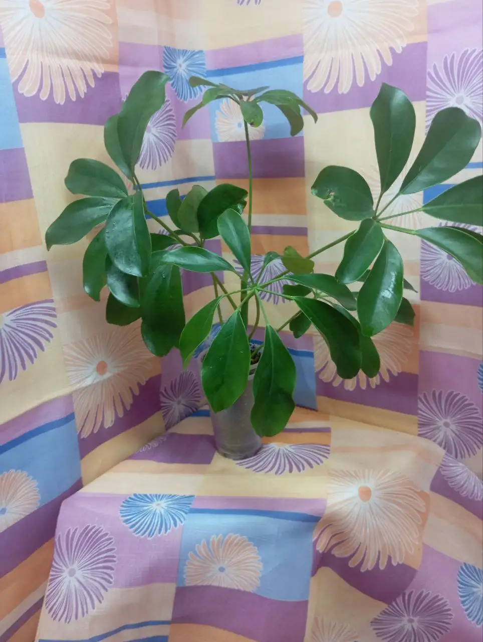 Шефлера комнатное растение - Комнатные растения (Барахолка) в Красноярск