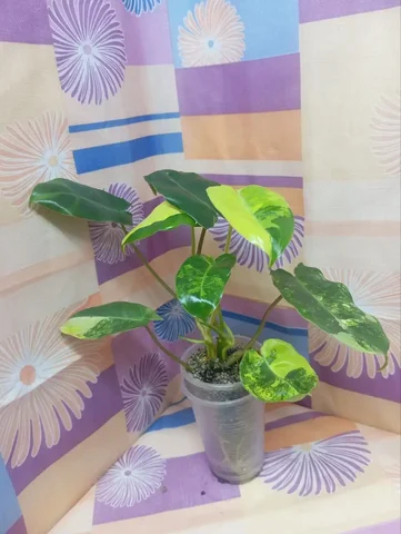 Филодендрон Бурле Макс - Хобби и отдых в Красноярск