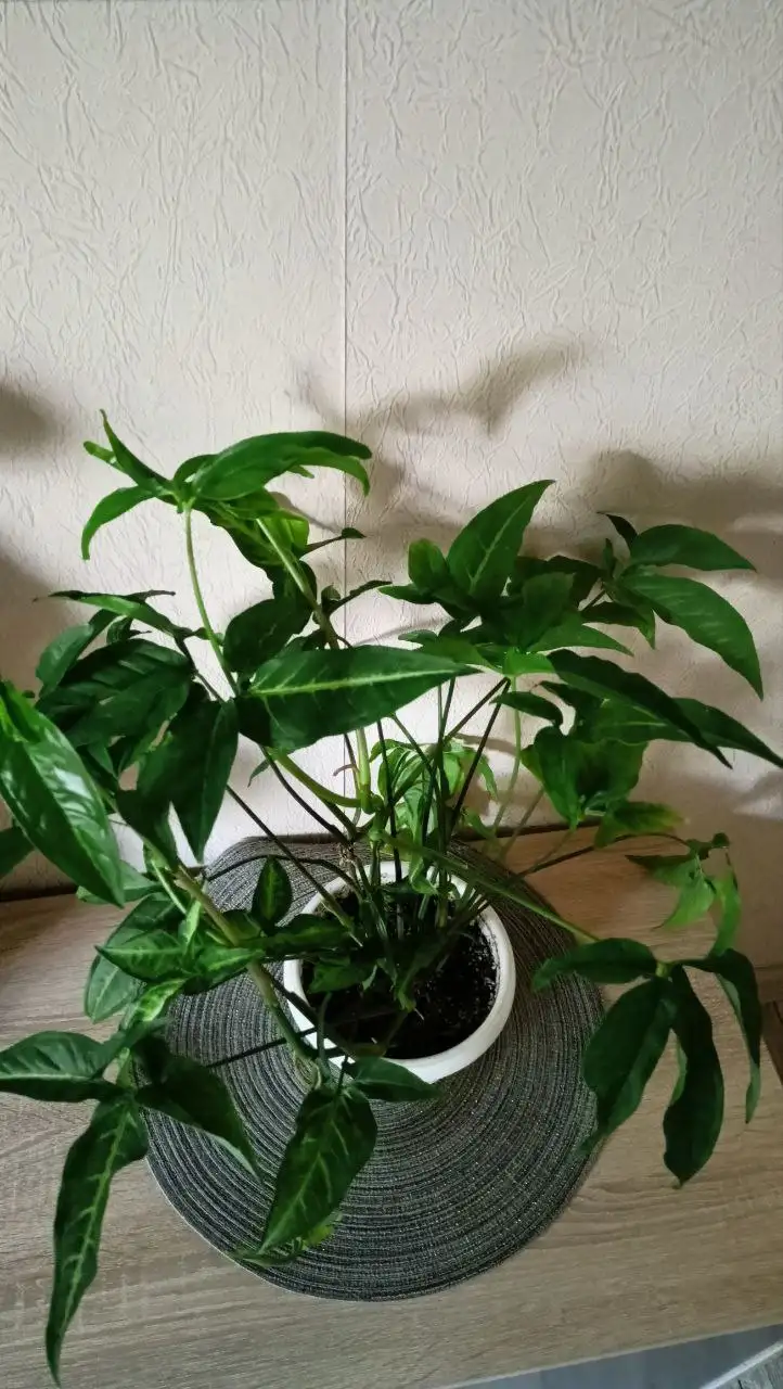 Сингониум ушковидный - Комнатные растения (Для дома и дачи) в Красноярск