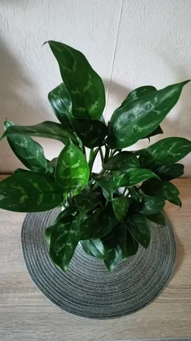 Аглаонема черенки в горшке - Хобби и отдых в Красноярск