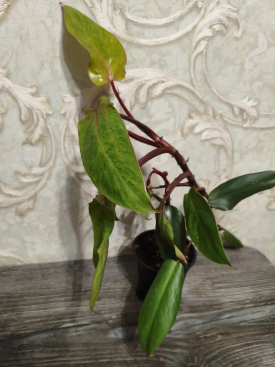 Продажа Филодендрона Расписная Леди - Комнатные растения (Для дома и дачи) в Красноярск