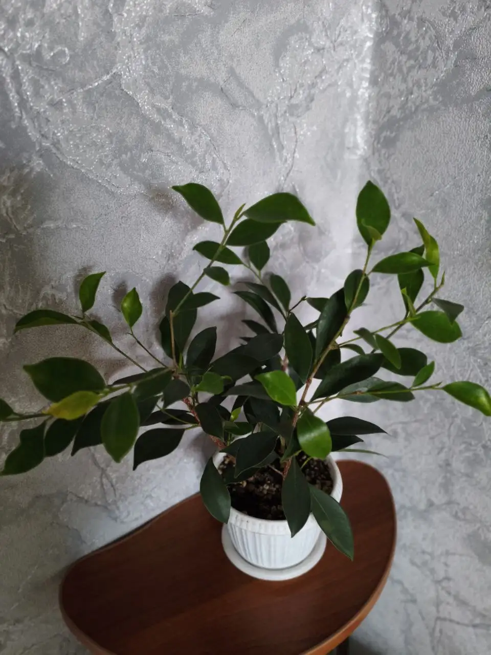 Фикус пушистый кустик - Комнатные растения (Барахолка) в Красноярск