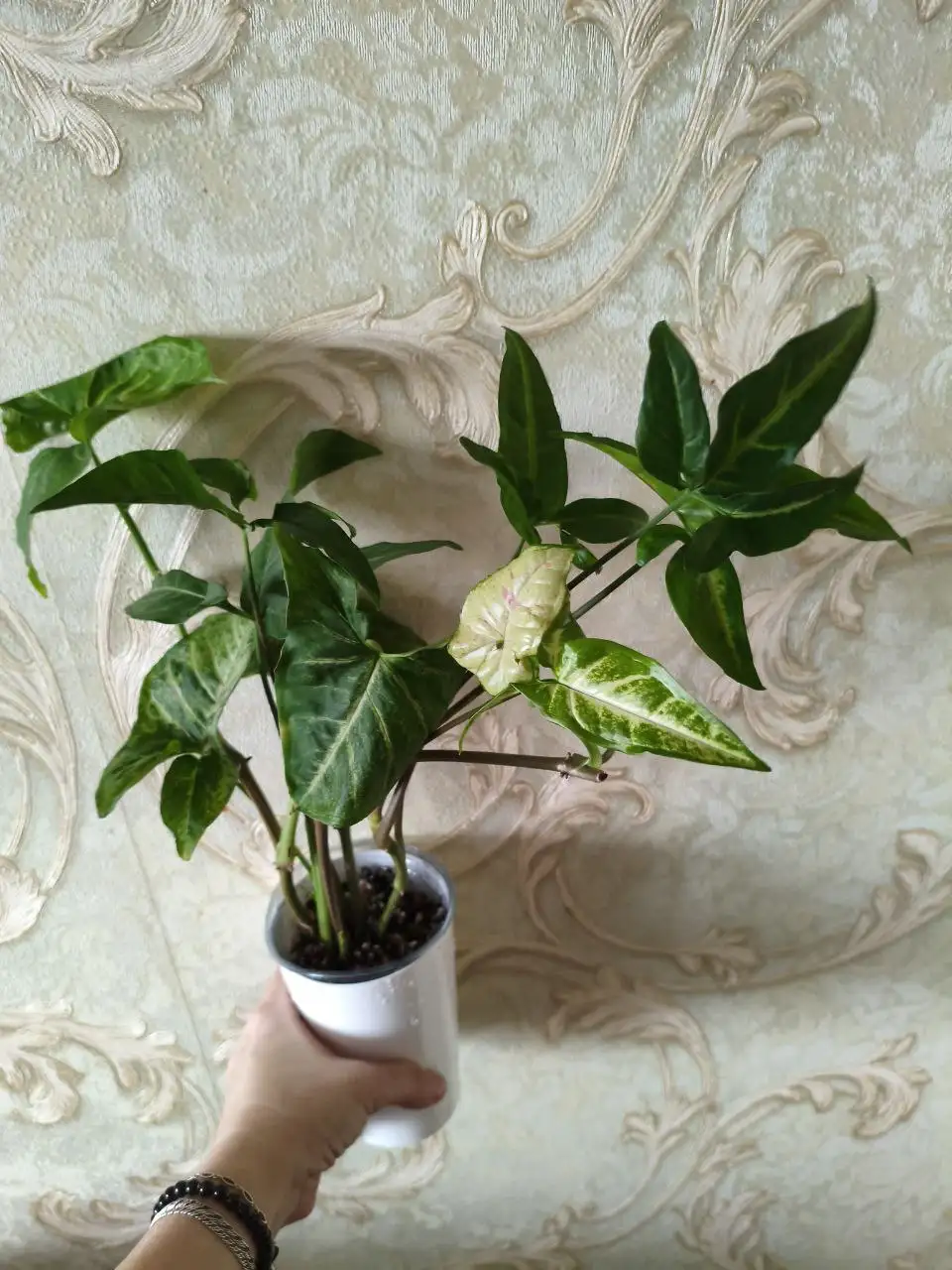 Сингониум двух сортов в одном стакане - Комнатные растения (Хобби и отдых) в Красноярск