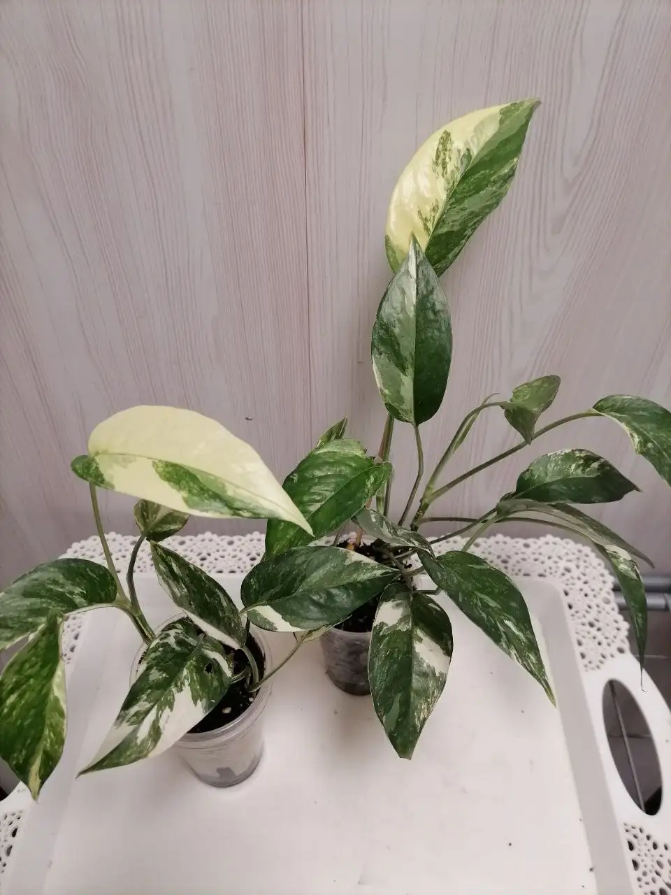 Эпик Пиннантум Вайт - Комнатные растения (Для дома и дачи) в Красноярск