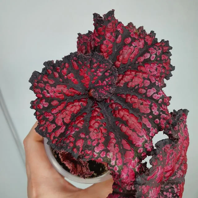 Продажа бегоний комнатных растений - Хобби и отдых в Красноярск