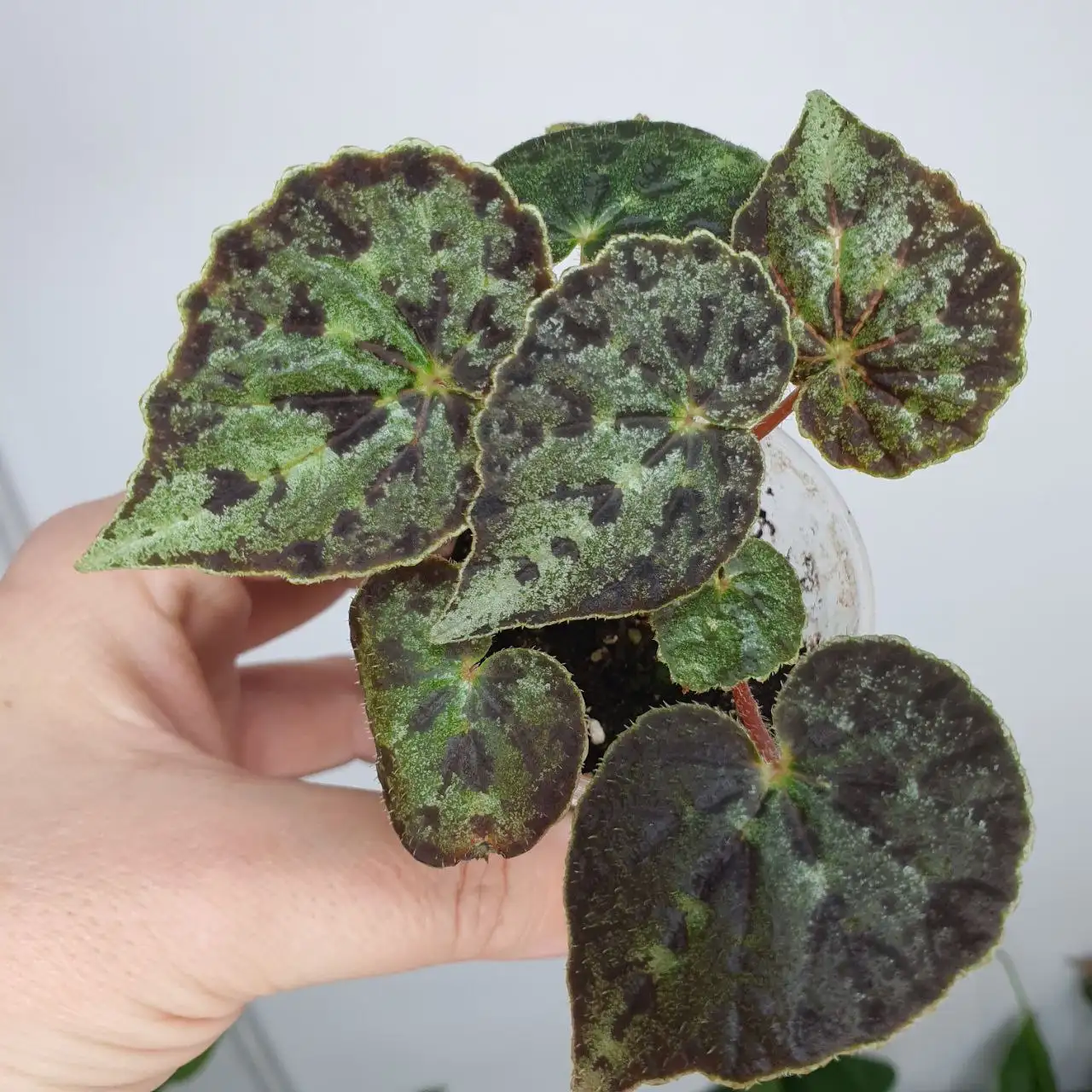 Продажа бегоний комнатных растений - Комнатные растения (Хобби и отдых) в Красноярск