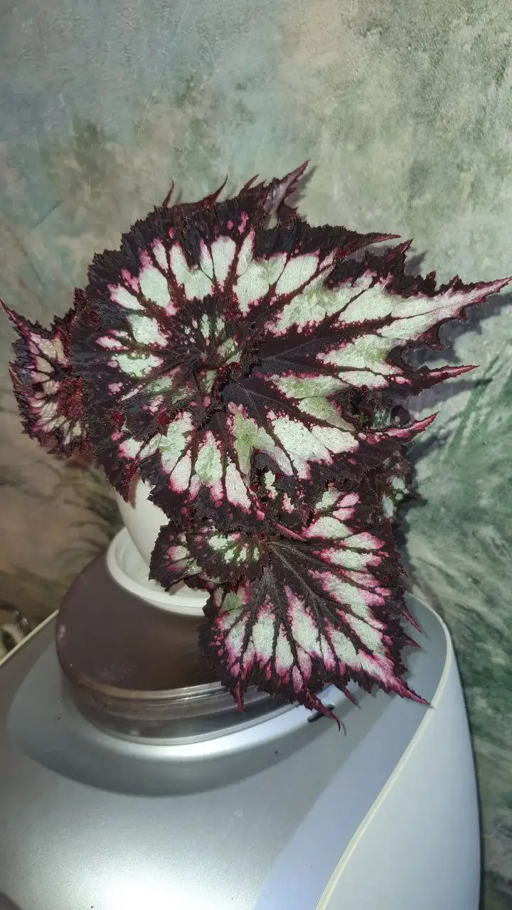 Продажа бегоний комнатных растений - Комнатные растения (Хобби и отдых) в Красноярск