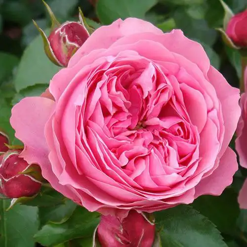 Продается парково-кустовой сорт розы Леонардо да Винчи - Комнатные растения (Хобби и отдых) в Красноярск