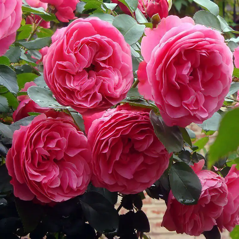 Продается парково-кустовой сорт розы Леонардо да Винчи - Комнатные растения (Хобби и отдых) в Красноярск