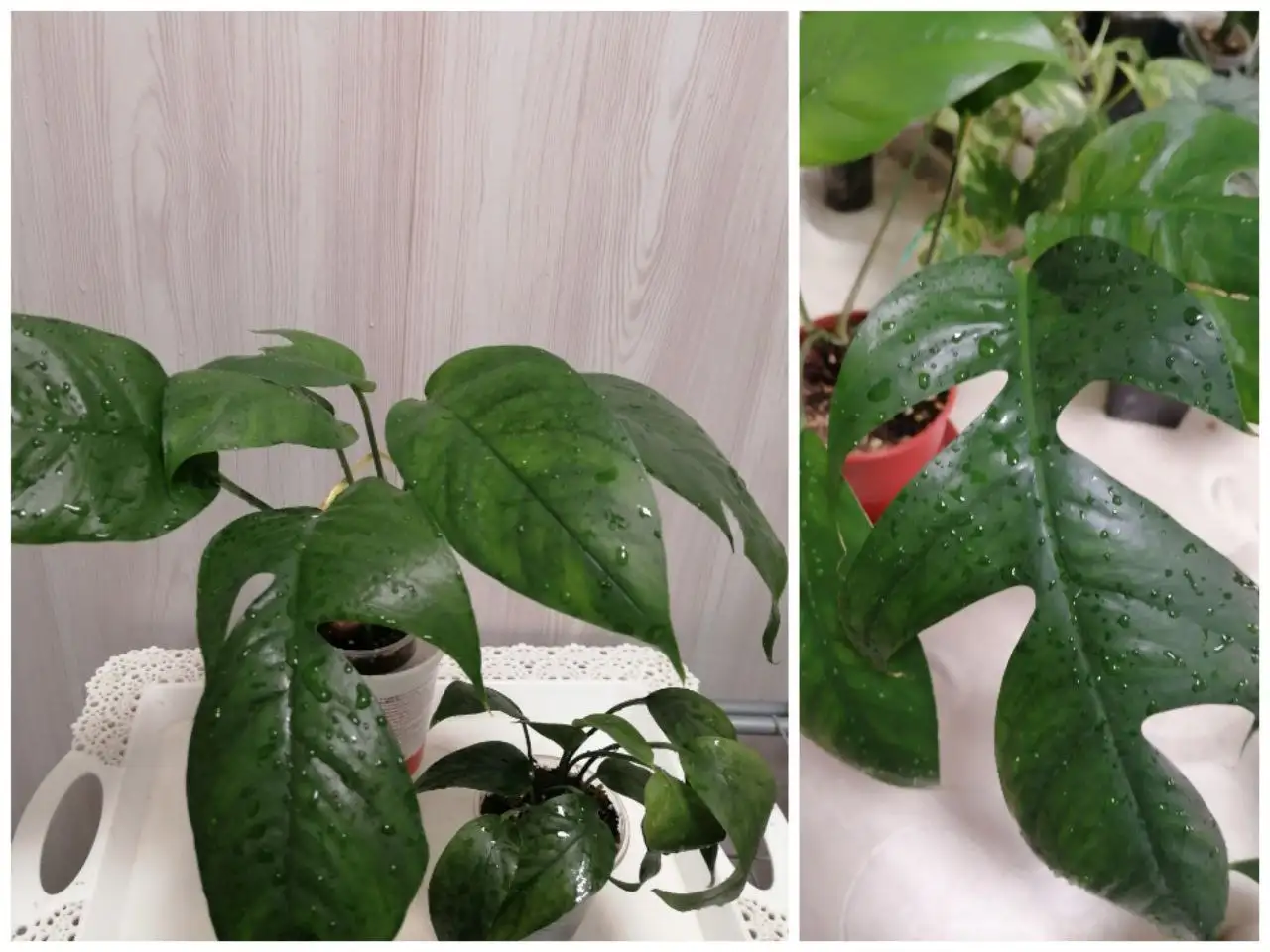 Продажа молодого тайского кустика с резным листом - Комнатные растения (Хобби и отдых) в Красноярск