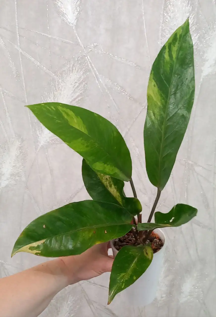 Антуриум Хукери вариегат - Комнатные растения (Хобби и отдых) в Красноярск