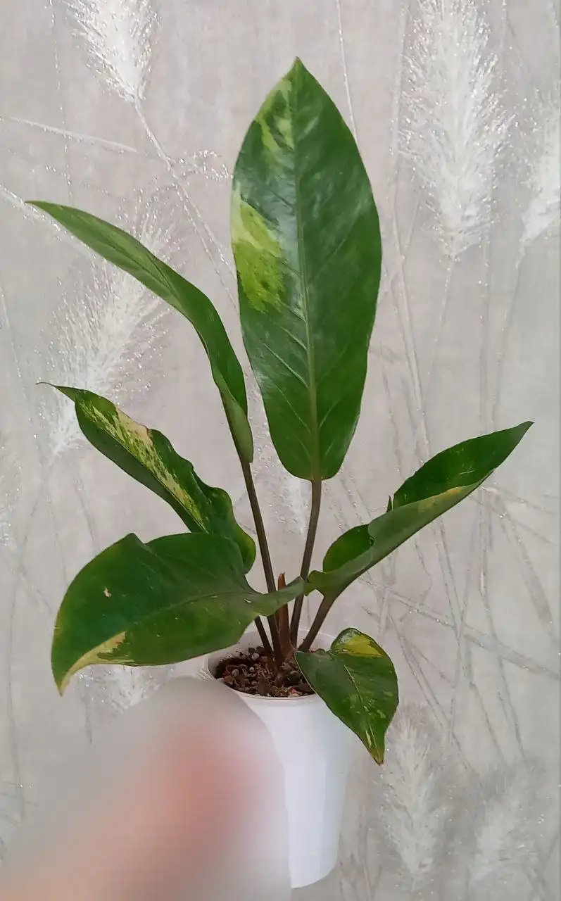 Антуриум Хукери вариегат - Комнатные растения (Хобби и отдых) в Красноярск