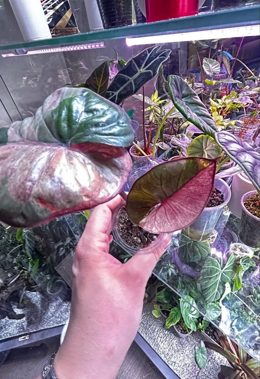 Комнатные растения на ночь - Комнатные растения (Барахолка) в Красноярск