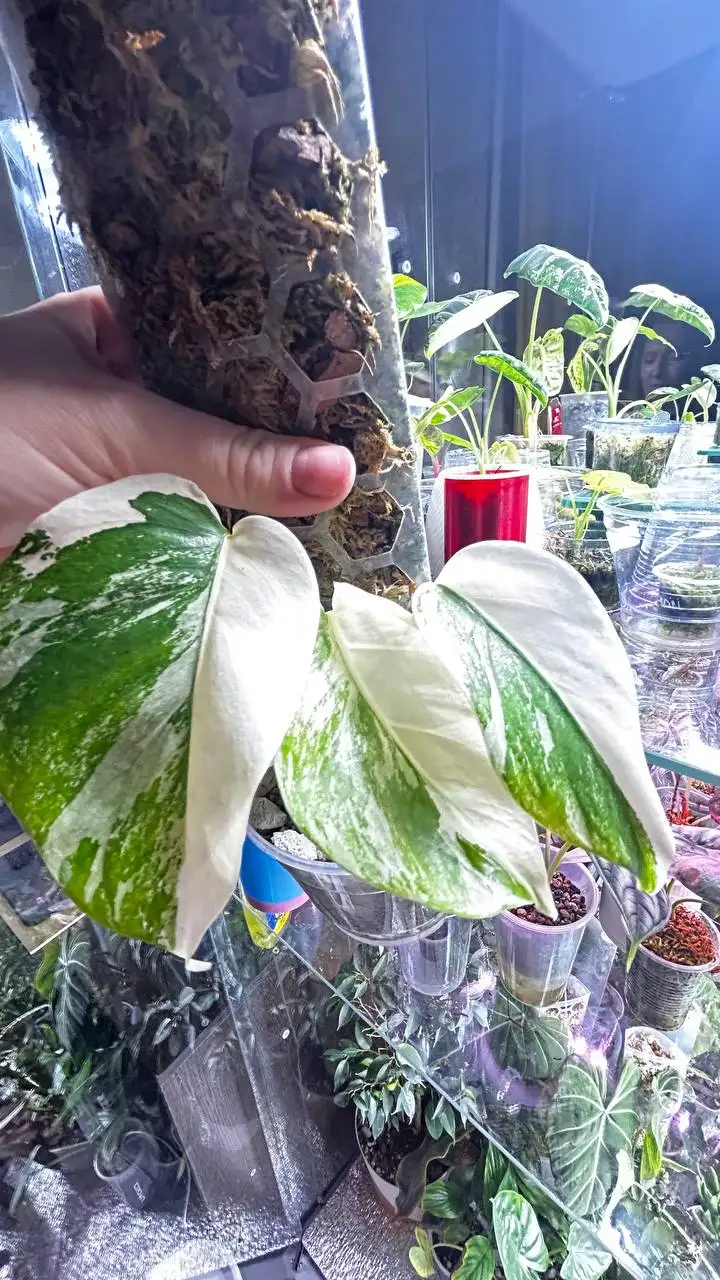 Комнатные растения на ночь - Комнатные растения (Барахолка) в Красноярск