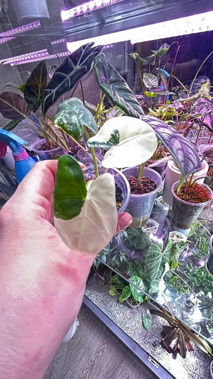 Комнатные растения на ночь - Комнатные растения (Барахолка) в Красноярск