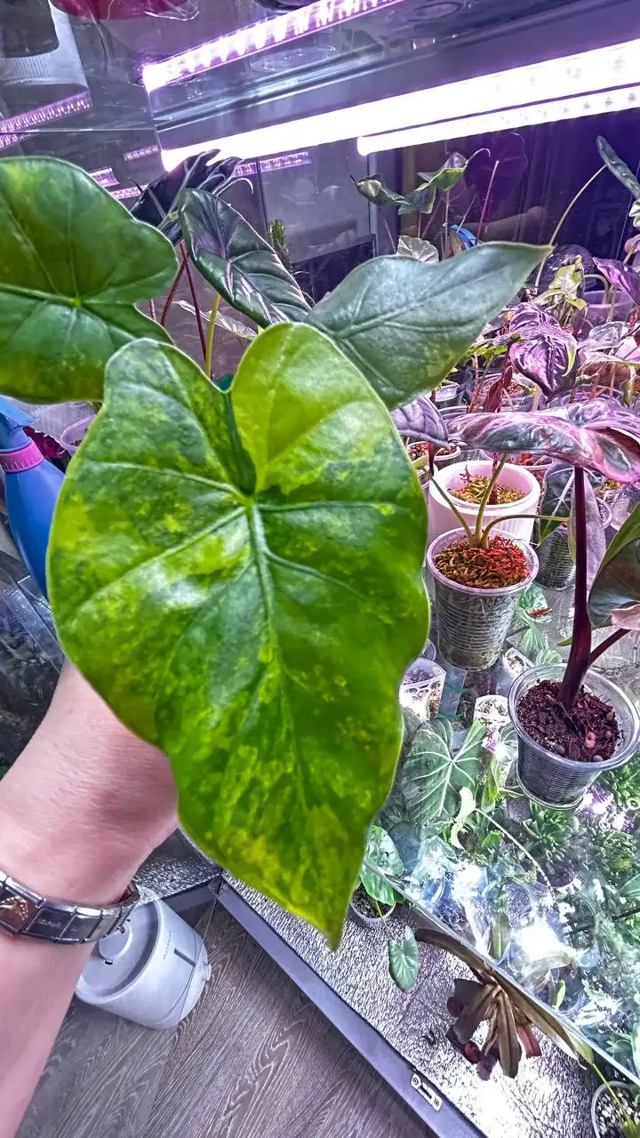 Комнатные растения на ночь - Комнатные растения (Барахолка) в Красноярск