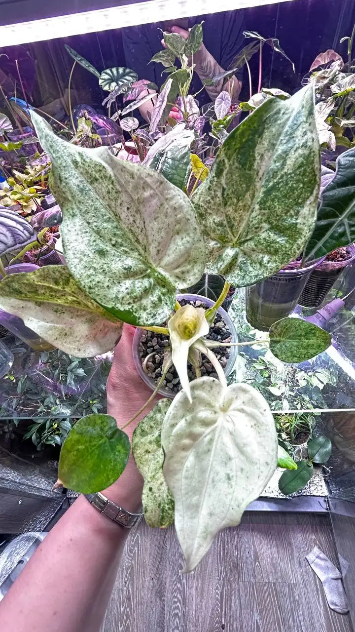 Комнатные растения на ночь - Комнатные растения (Барахолка) в Красноярск