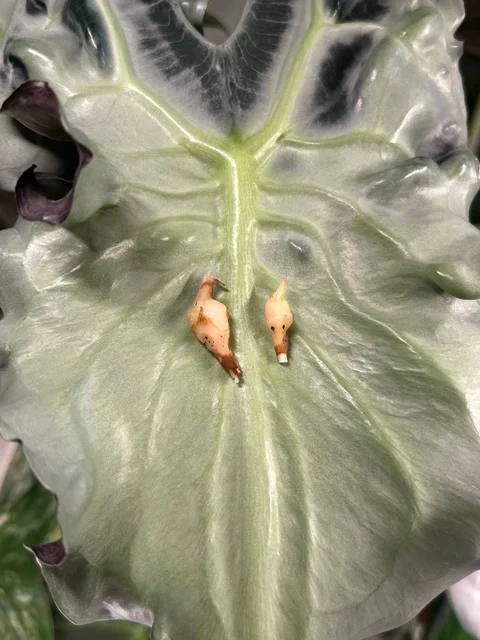 Продажа комнатных растений Алоказия - Хобби и отдых в Красноярск