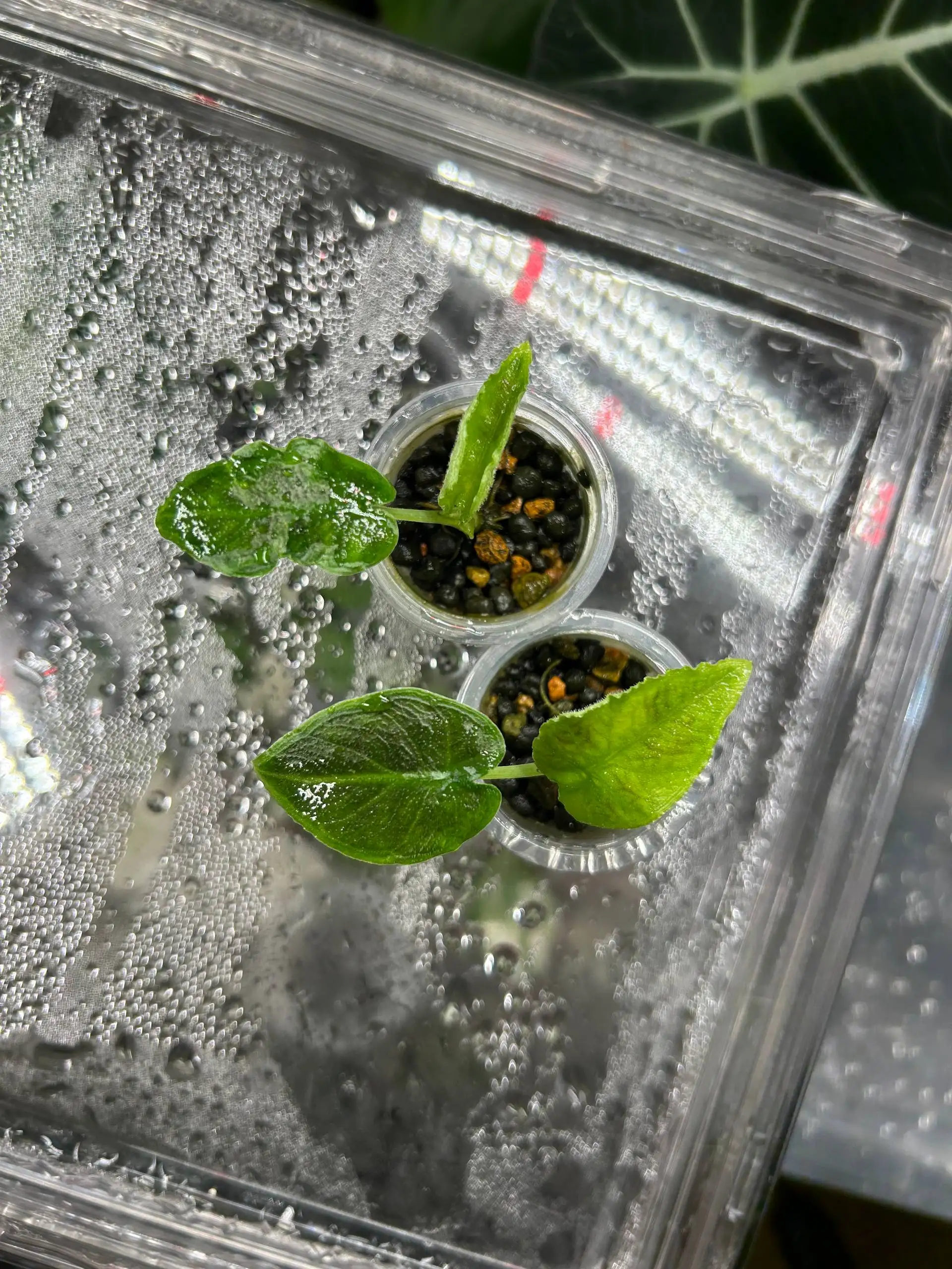 Продажа комнатных растений Алоказия - Комнатные растения (Хобби и отдых) в Красноярск