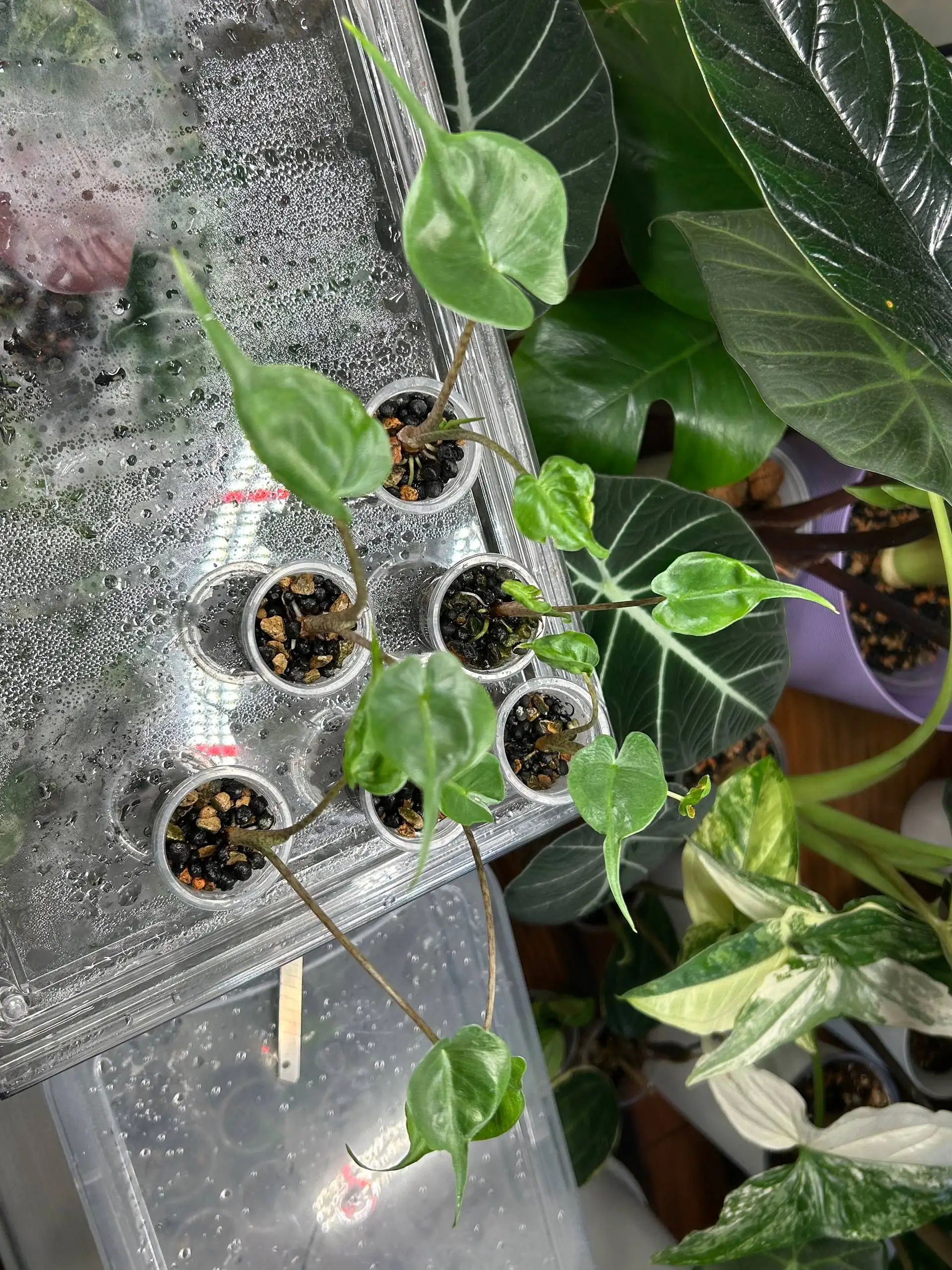 Продажа комнатных растений Алоказия - Комнатные растения (Хобби и отдых) в Красноярск