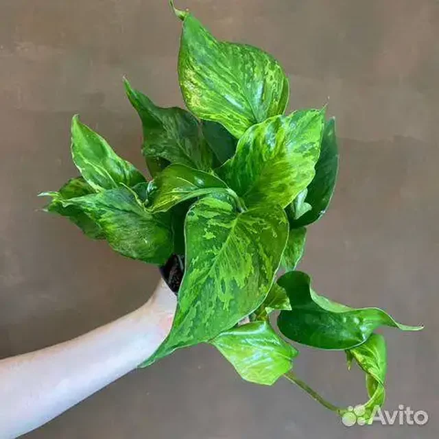 Эпипремнум Марбл Грин черенки - Товары для пикника и отдыха в Красноярск