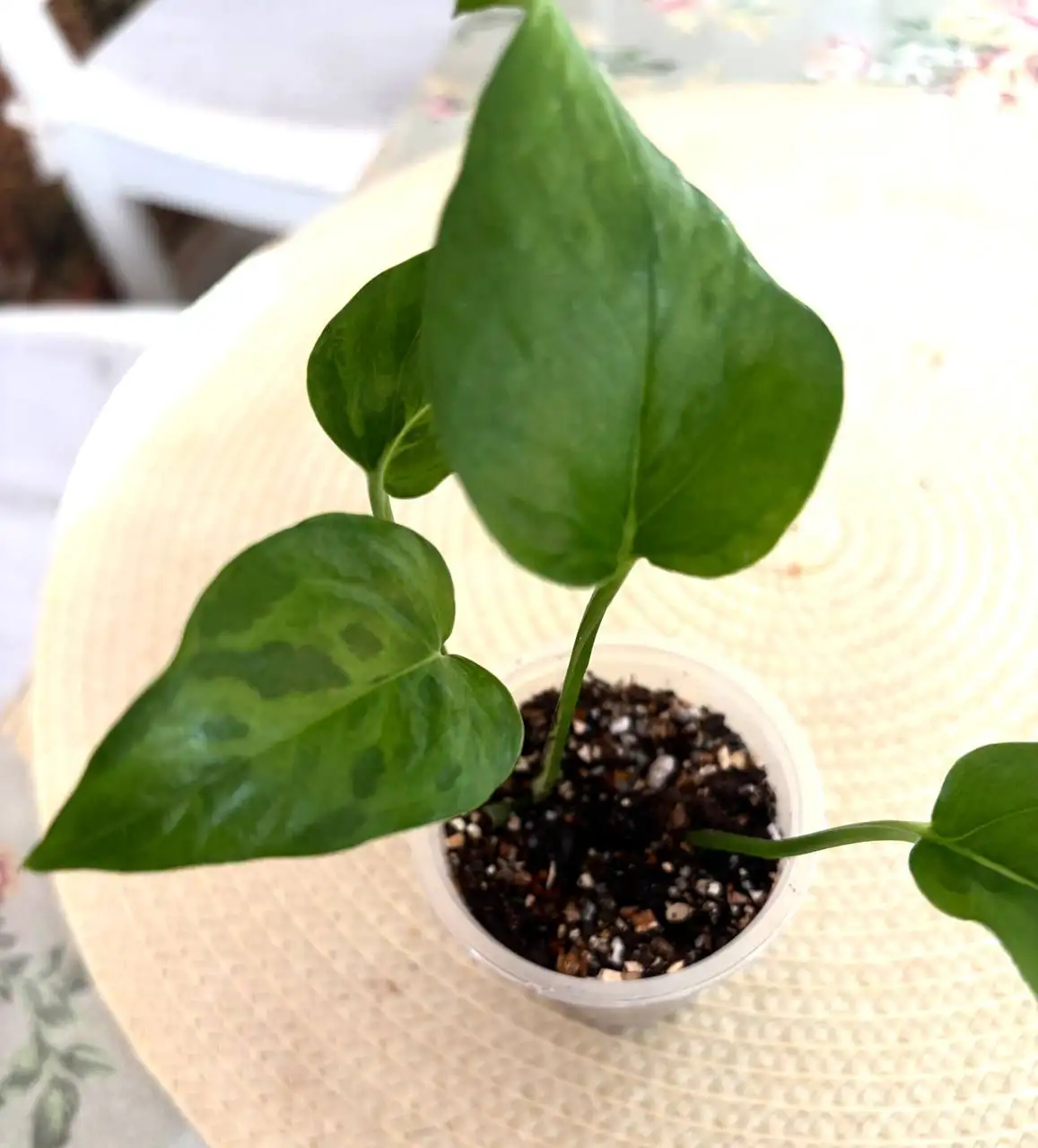 Эпипремнум Марбл Грин черенки - Комнатные растения (Хобби и отдых) в Красноярск