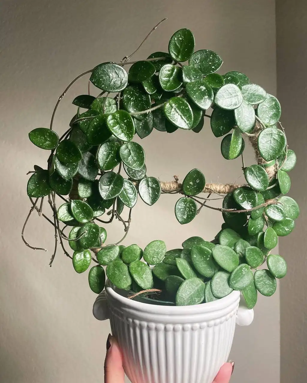 Хойя Матильда черенок - Комнатные растения (Хобби и отдых) в Красноярск