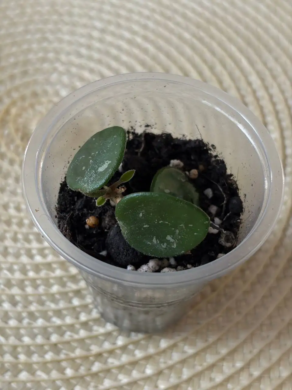 Хойя Матильда черенок - Комнатные растения (Хобби и отдых) в Красноярск