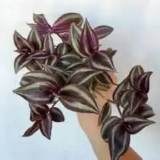 Традесканция зебрина Jungle Jewels укорененный черенок - Комнатные растения (Хобби и отдых) в Красноярск