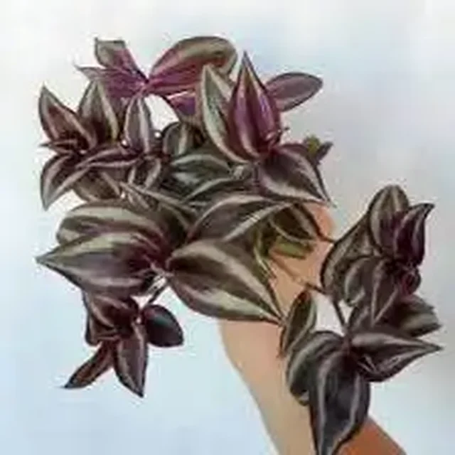 Традесканция зебрина Jungle Jewels укорененный черенок - Товары для пикника и отдыха в Красноярск