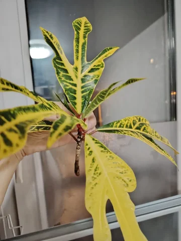 Кротон комнатное растение - Товары для пикника и отдыха в Красноярск