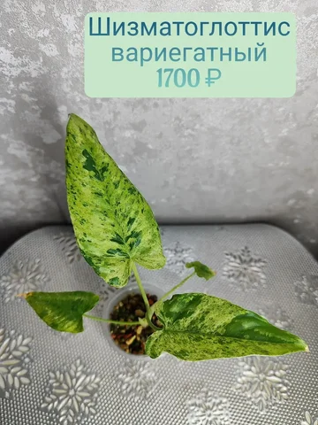 Шизматоглоттис вариегатный - комнатное растение - Товары для пикника и отдыха в Красноярск