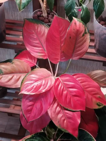 Комнатные растения - Товары для пикника и отдыха в Красноярск