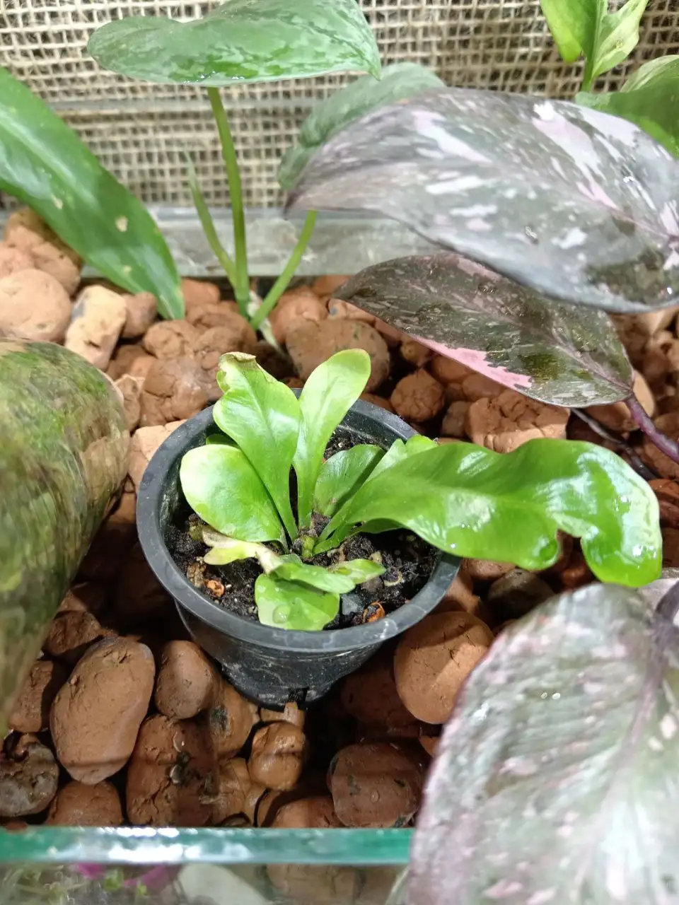 Продажа комнатных растений с фитильным поливом - Комнатные растения (Хобби и отдых) в Красноярск