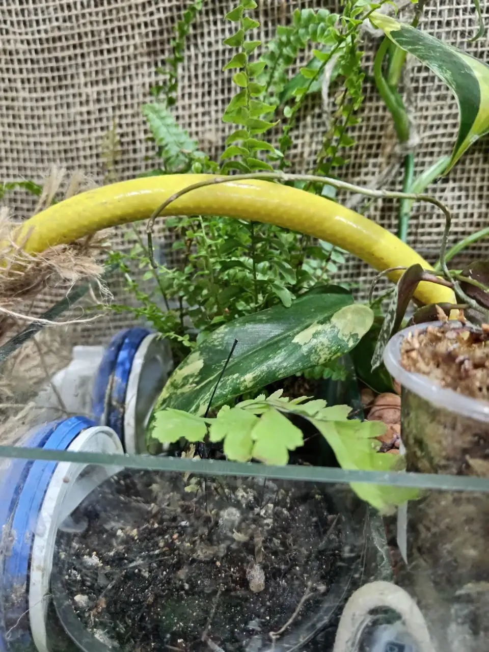 Продажа комнатных растений с фитильным поливом - Комнатные растения (Хобби и отдых) в Красноярск