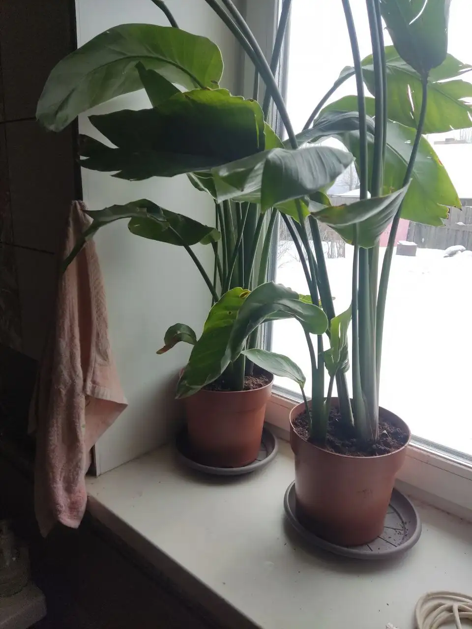 Комнатные растения в Красноярске - Комнатные растения (Хобби и отдых) в Красноярск