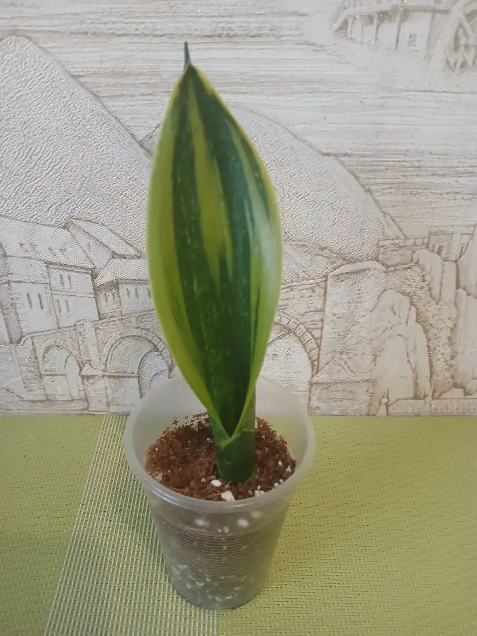 Продажа Сансевиерии Golden flame - Комнатные растения (Хобби и отдых) в Красноярск