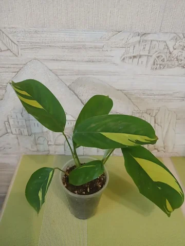 Ктенанта Голден мозаик - Товары для пикника и отдыха в Красноярск