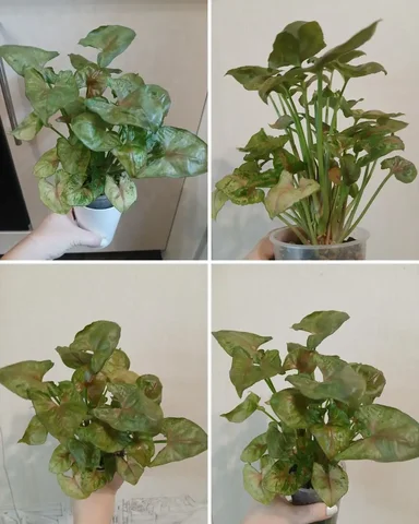 Сингониум Christmas целый букет - Товары для пикника и отдыха в Красноярск