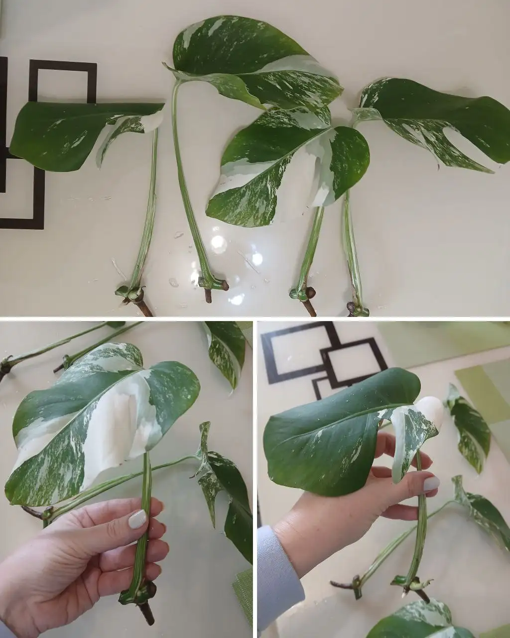 Монстера альба черенки с корешками - Комнатные растения (Хобби и отдых) в Красноярск