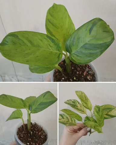 Ктенанта Лубберса Е-Морен и Ветлужанка - Товары для пикника и отдыха в Красноярск