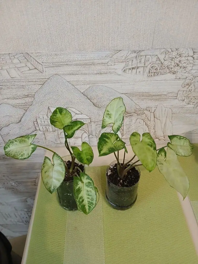 Сингониум Пикси - Комнатные растения (Для дома и дачи) в Красноярск