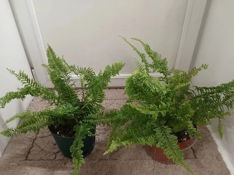 Папоротник Витале пышные кустики - Товары для дома и дачи в Красноярск