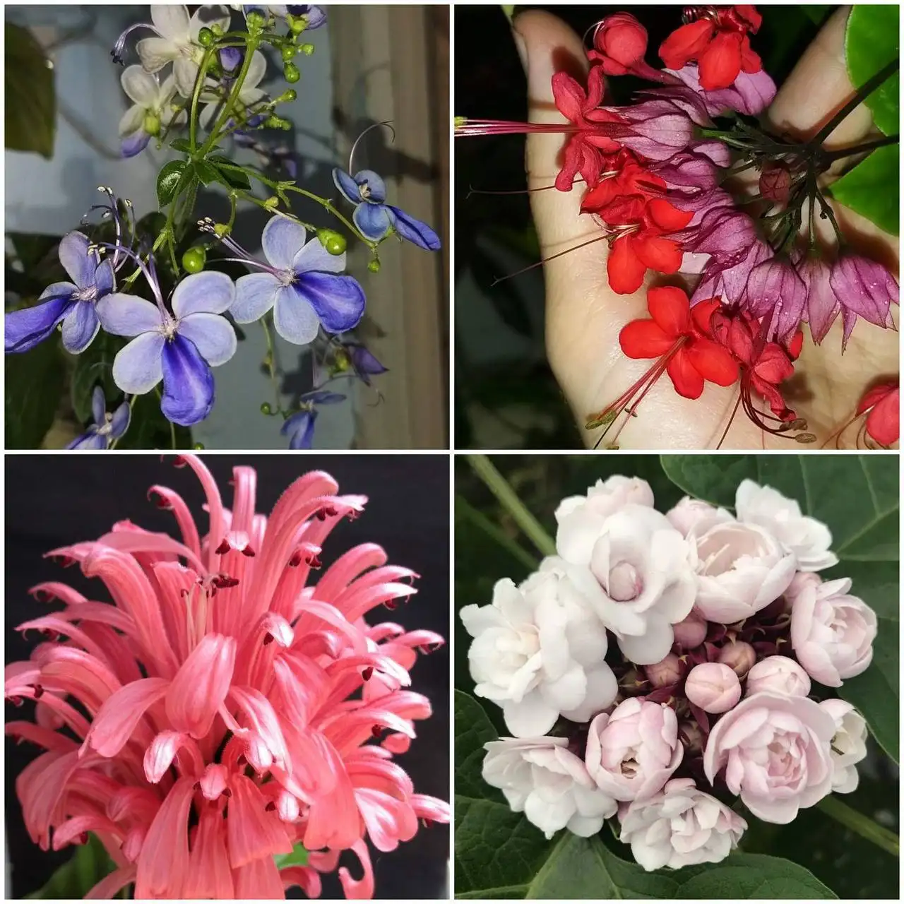 Продажа комнатных растений - Комнатные растения (Хобби и отдых) в Красноярск