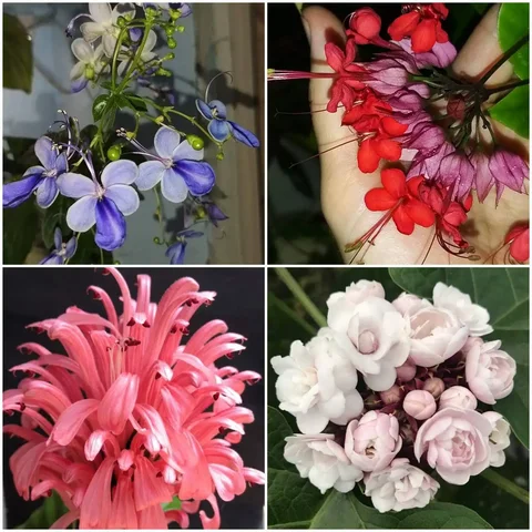 Продажа комнатных растений - Товары для пикника и отдыха в Красноярск